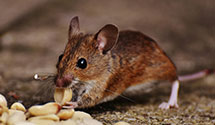 24 Hour & Emergency Exterminators in Roanoke, TX